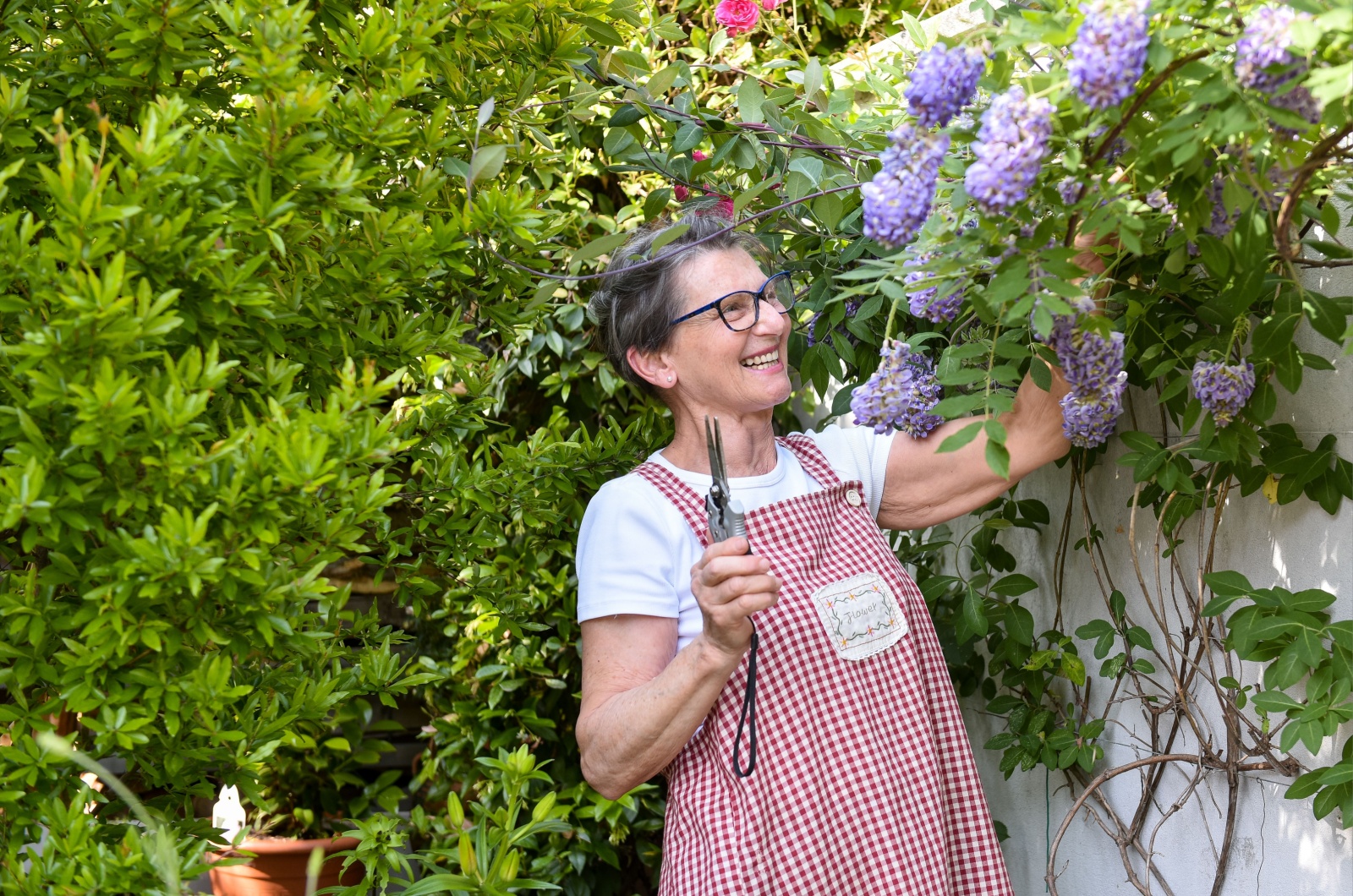 Woman pruning wisteria