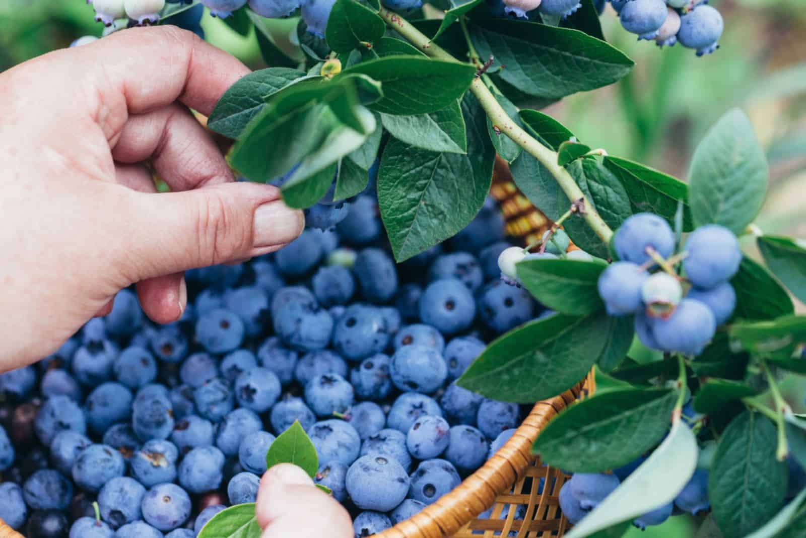 Women's hands picking ripe blueberries