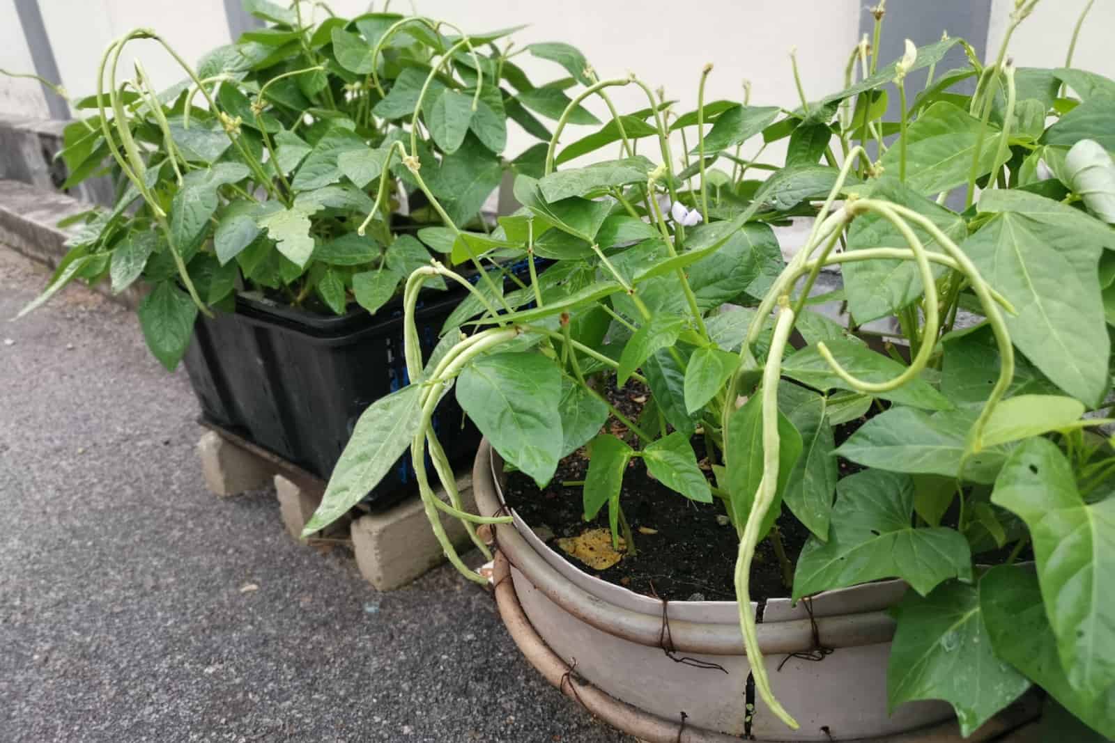 Yardlong bean plant growing on the pot.