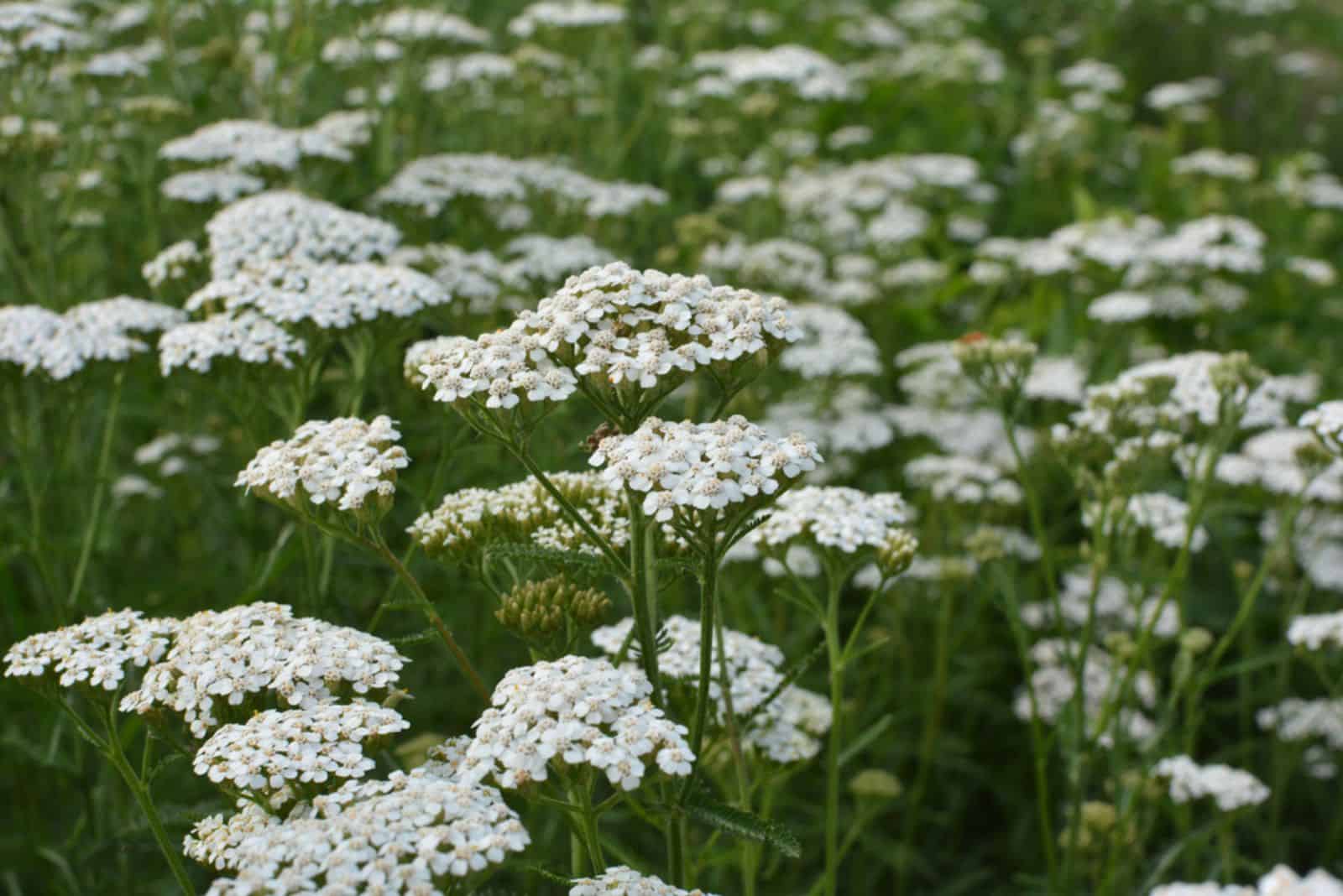 Yarrow (Achillea) blooms in the wild among grasses