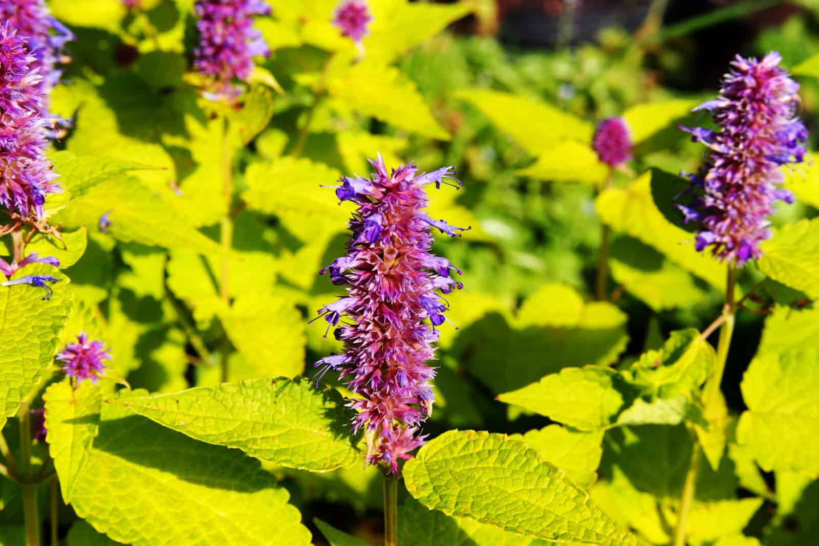 Yellow and violet Agastache foeniculum 'Golden Jubilee'