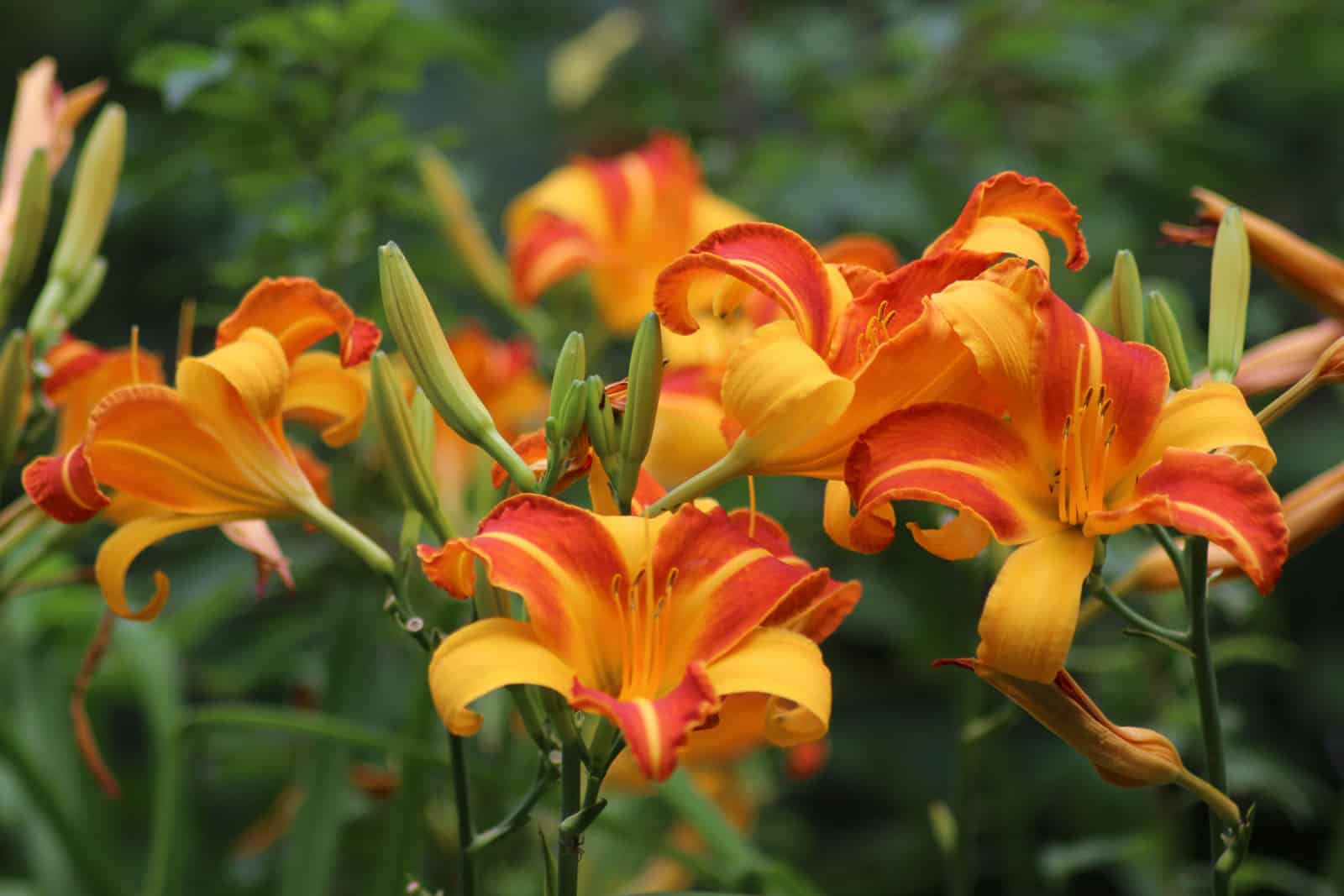 Yellow orange flowers of the daylily