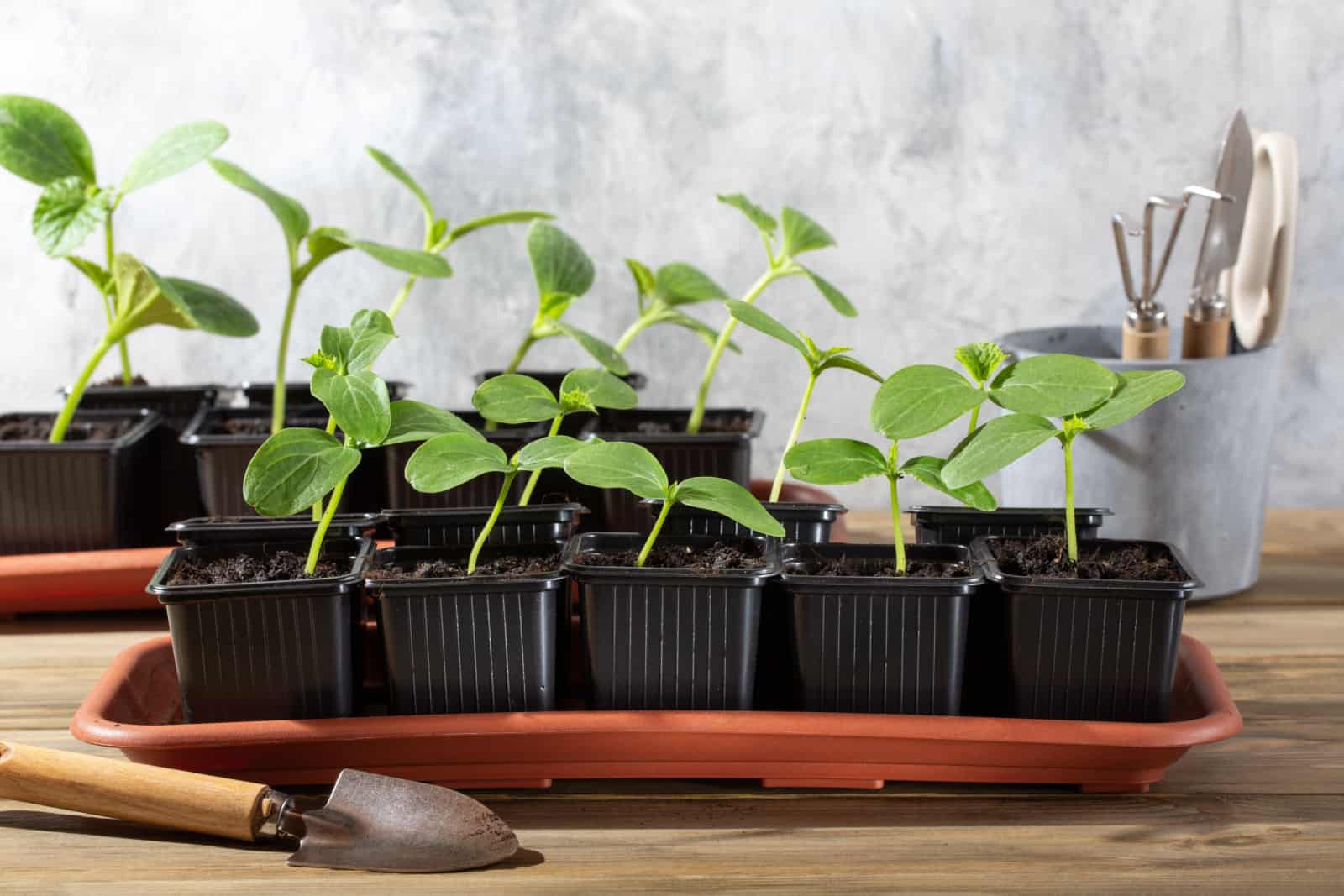 Young cucumber seedlings growing in plastic pots
