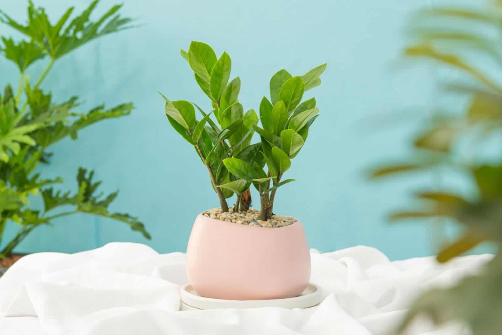 ZZ Plants in a light pink ceramic pot