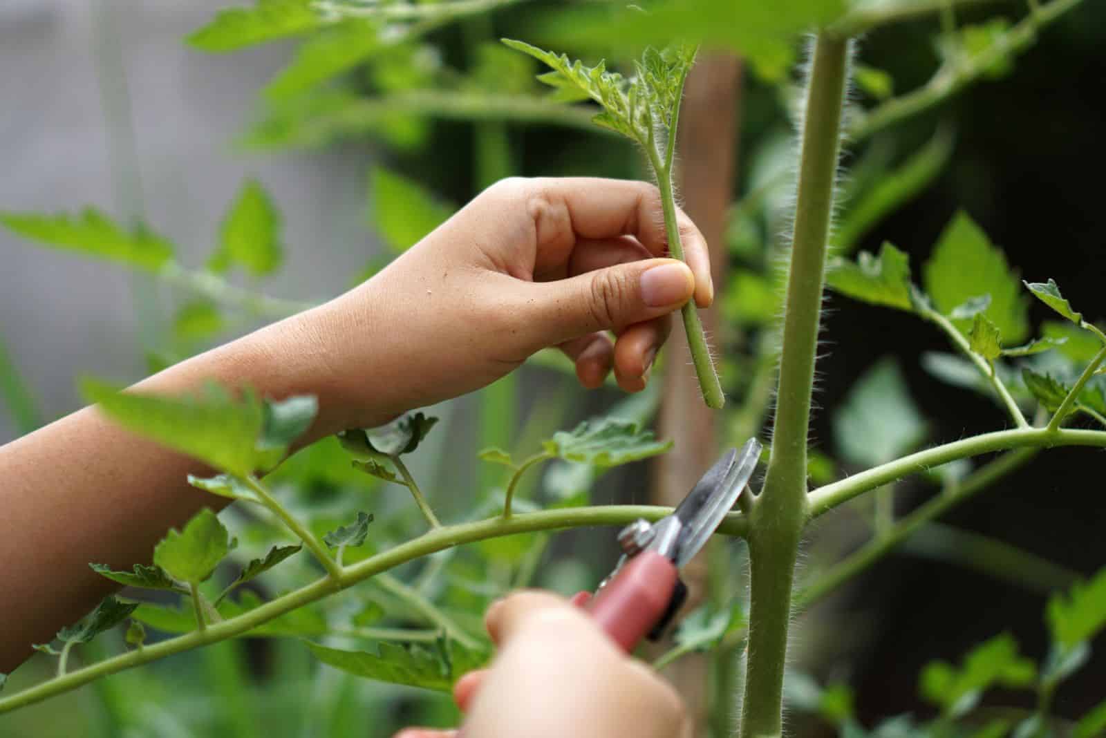 a woman cuts a tomato stem