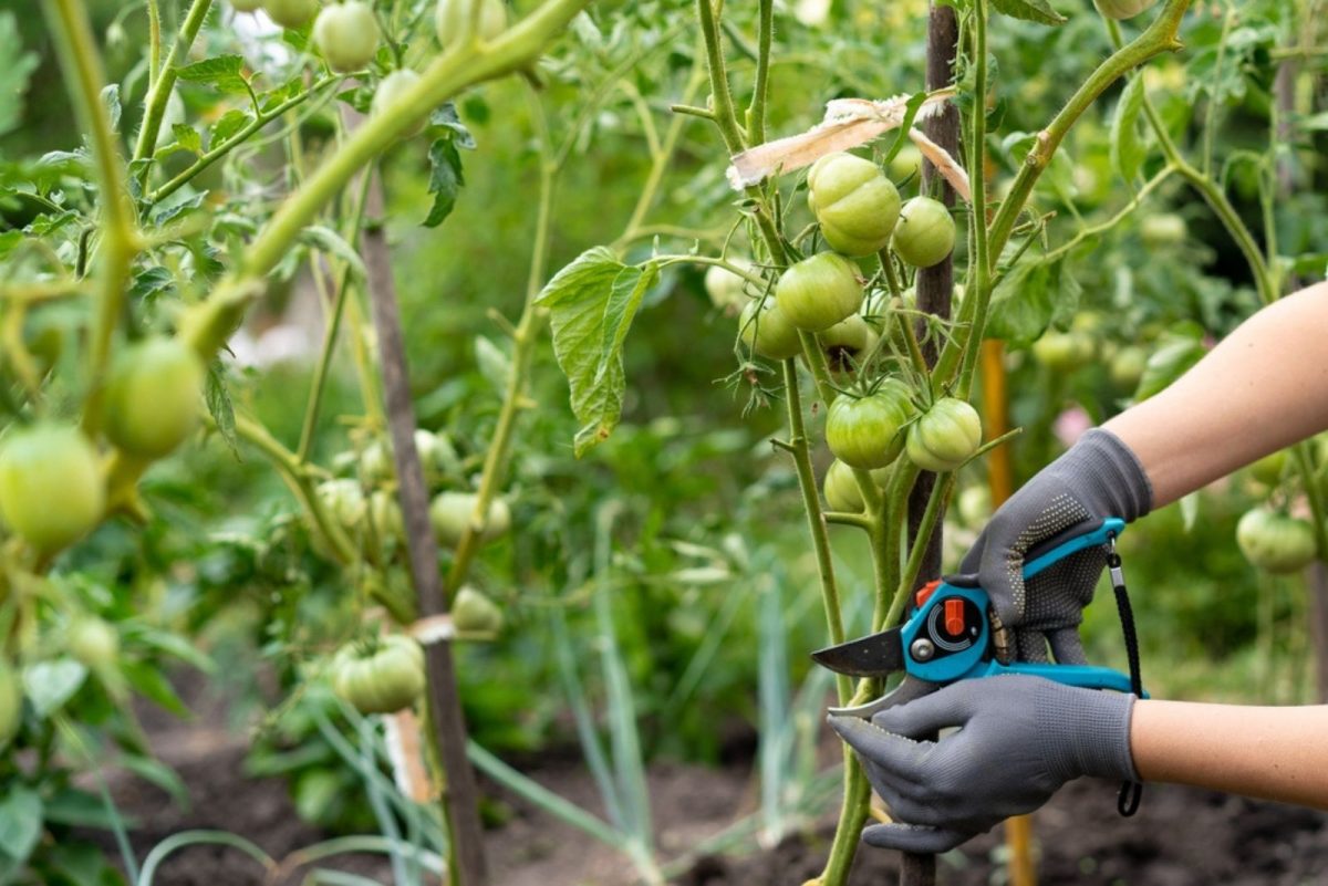How To Prune Tomato Plants To Increase Your Harvest How To Prune Tomato Plants To Increase Your Harvest