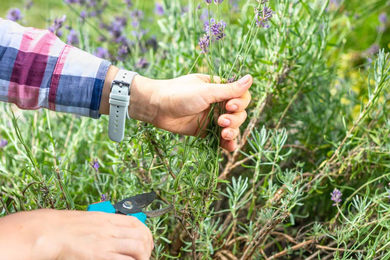 a young woman cuts lavender leaves