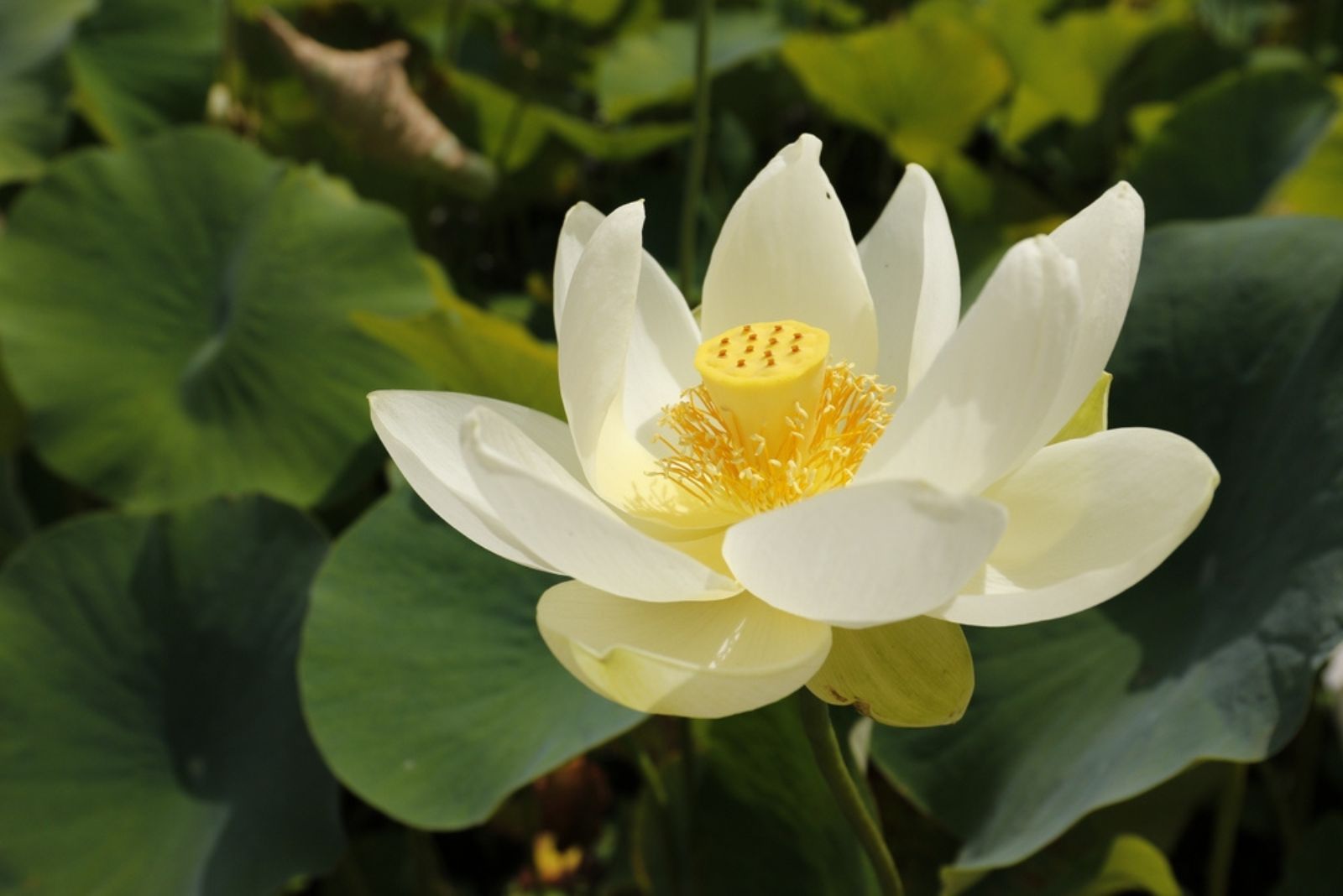 american lotus