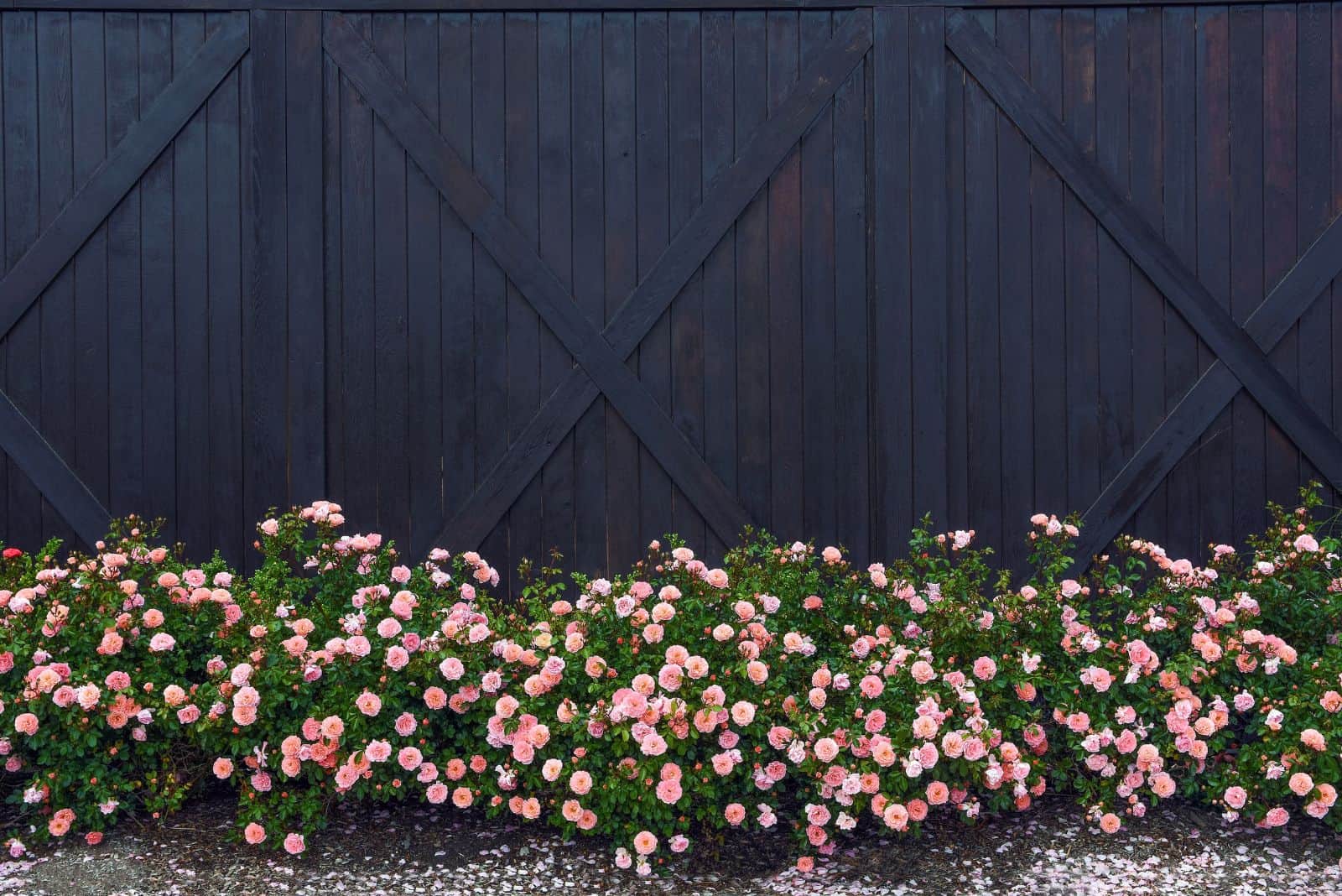 beautiful pink roses next to a gray fence