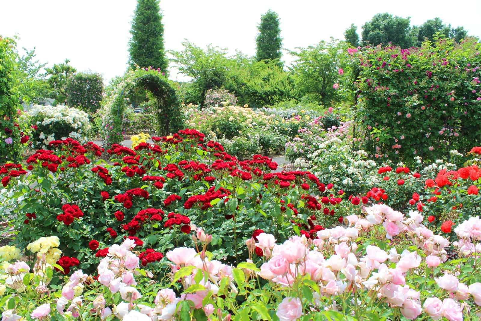 beautiful roses planted in the garden