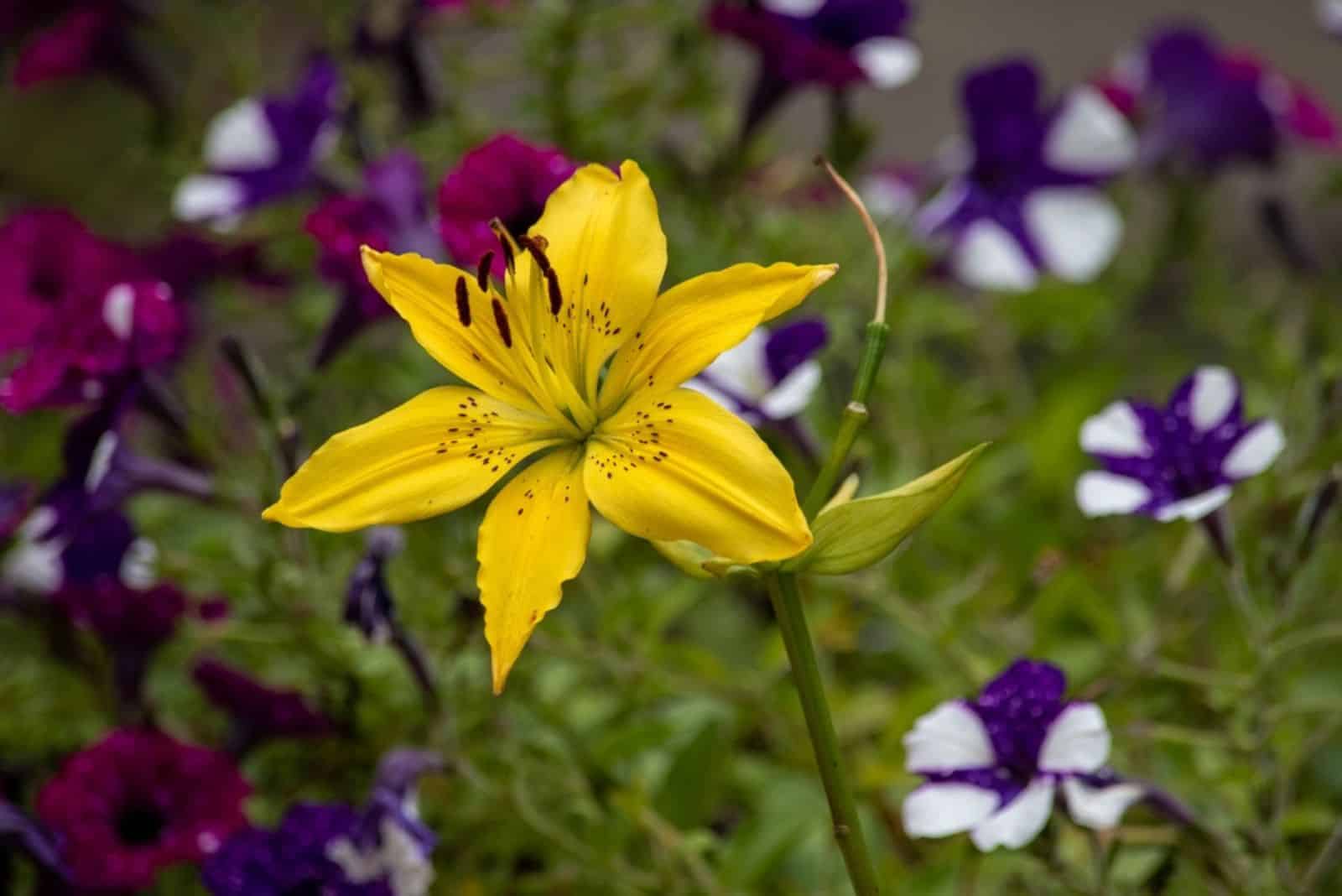 beautiful yellow Lilly surrounded by purple and white flowers