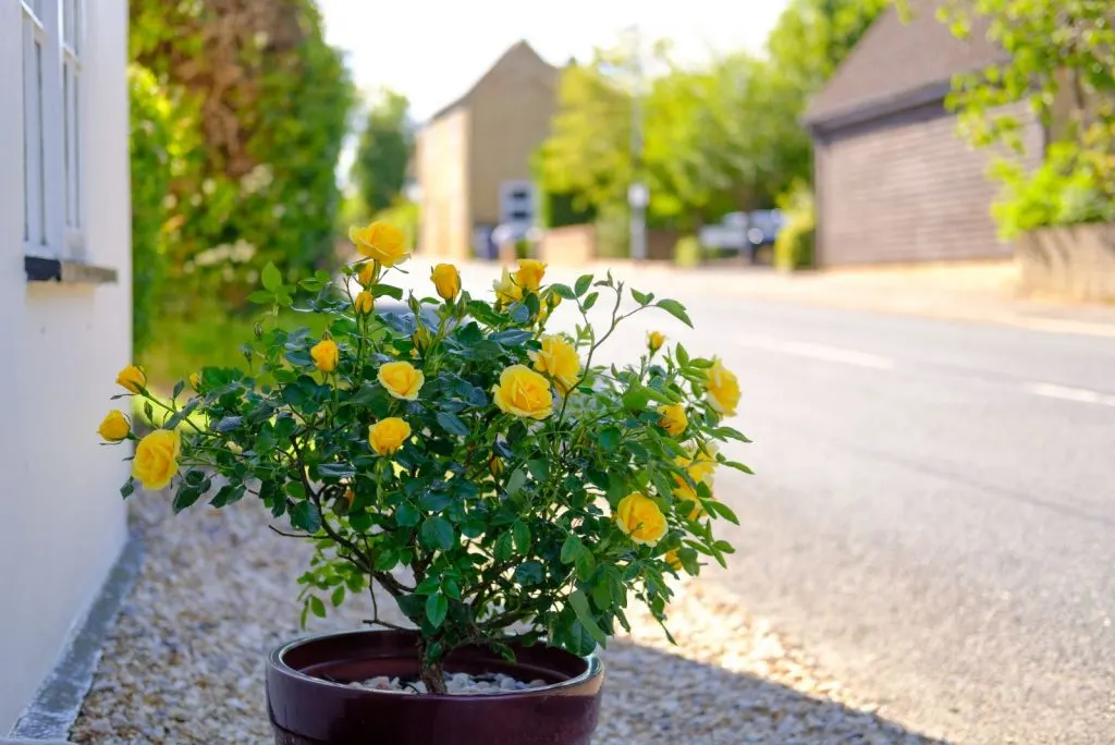beautiful yellow rose in a pot