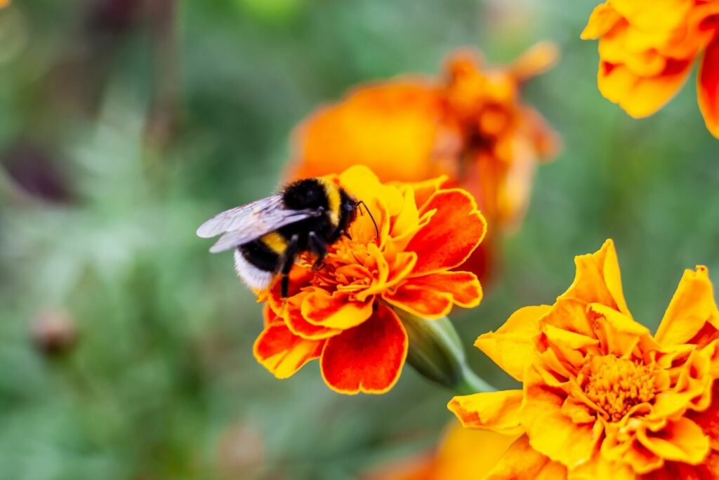 bees on marigolds