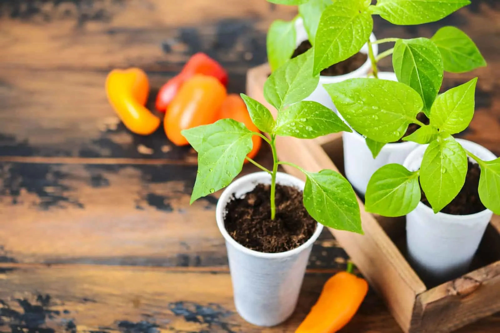 bell pepper seedling plants in plastic pot on a wooden background
