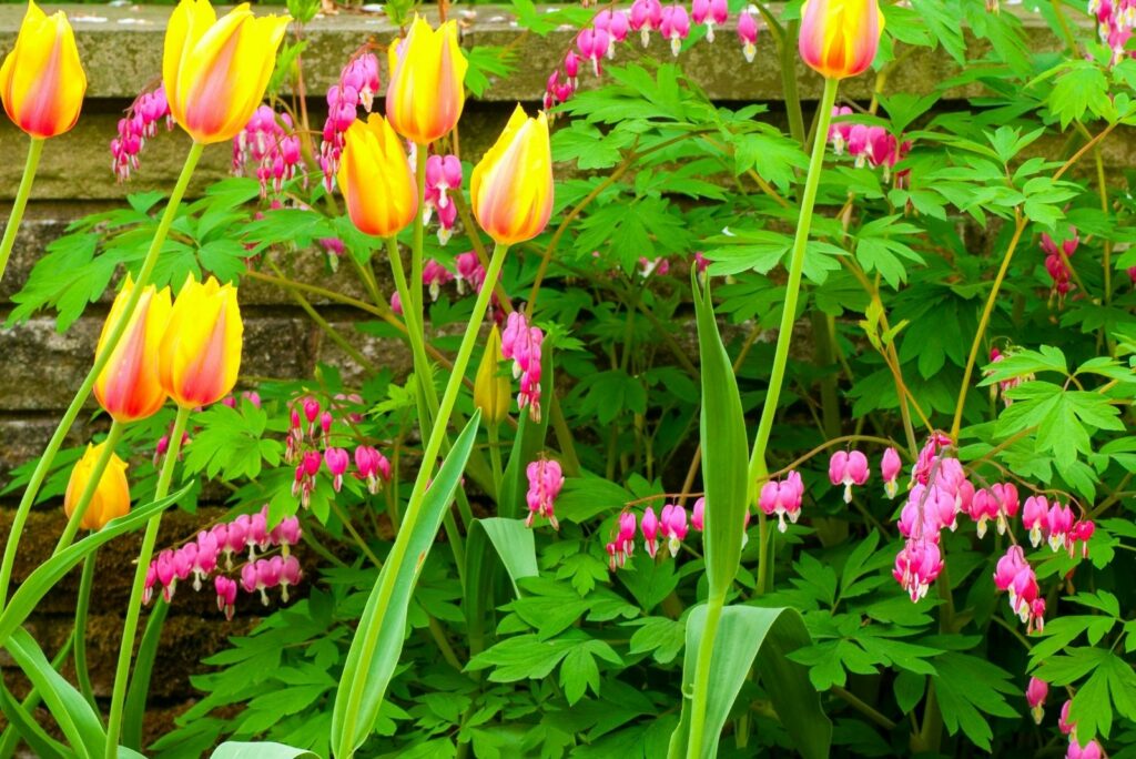 bleeding heart and tulips planted in the garden