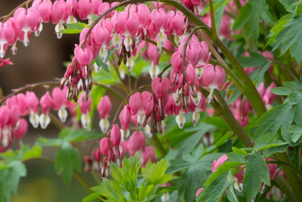 bleeding heart flowers in garden