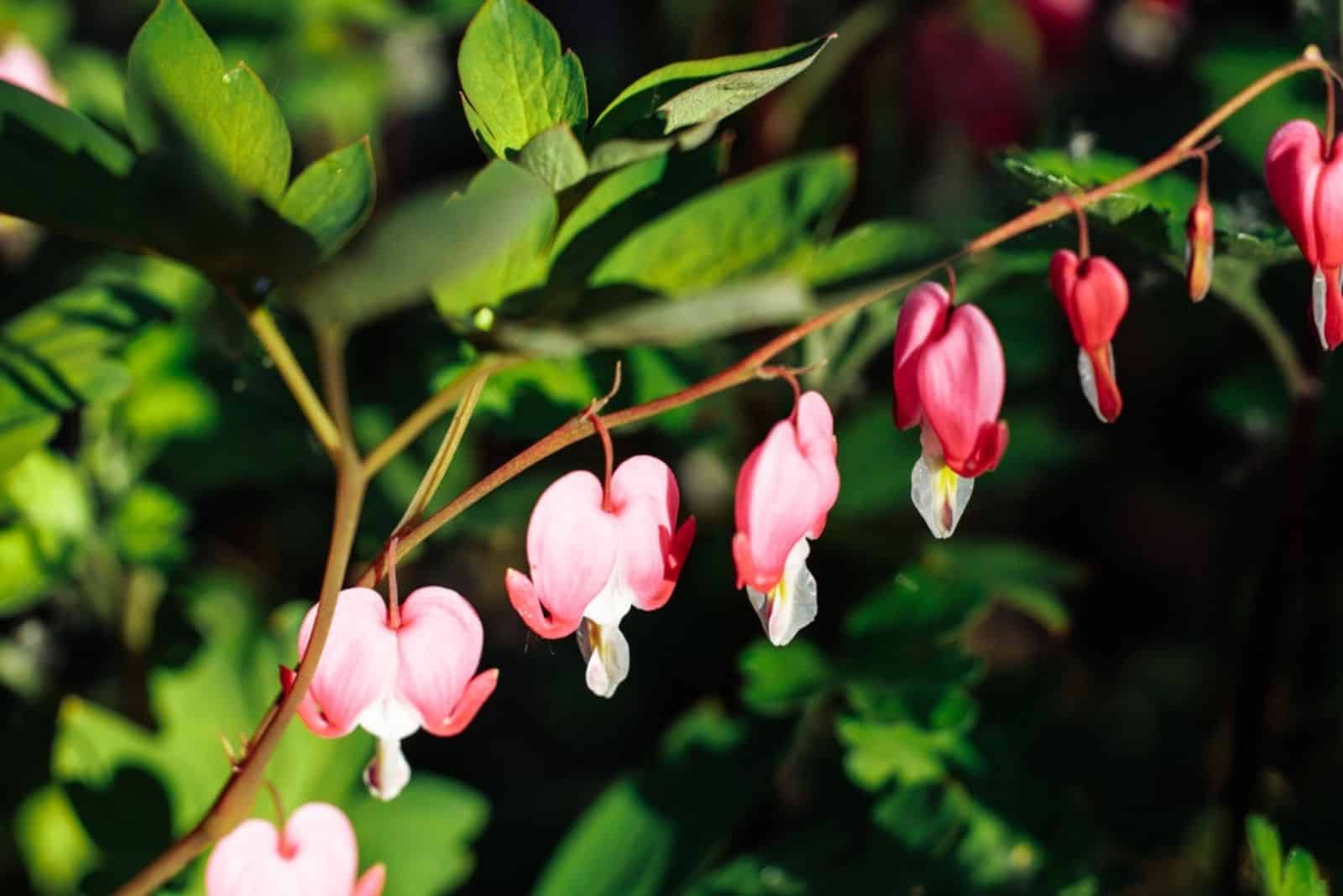 blooming blossoming pink flowers of bleeding heart