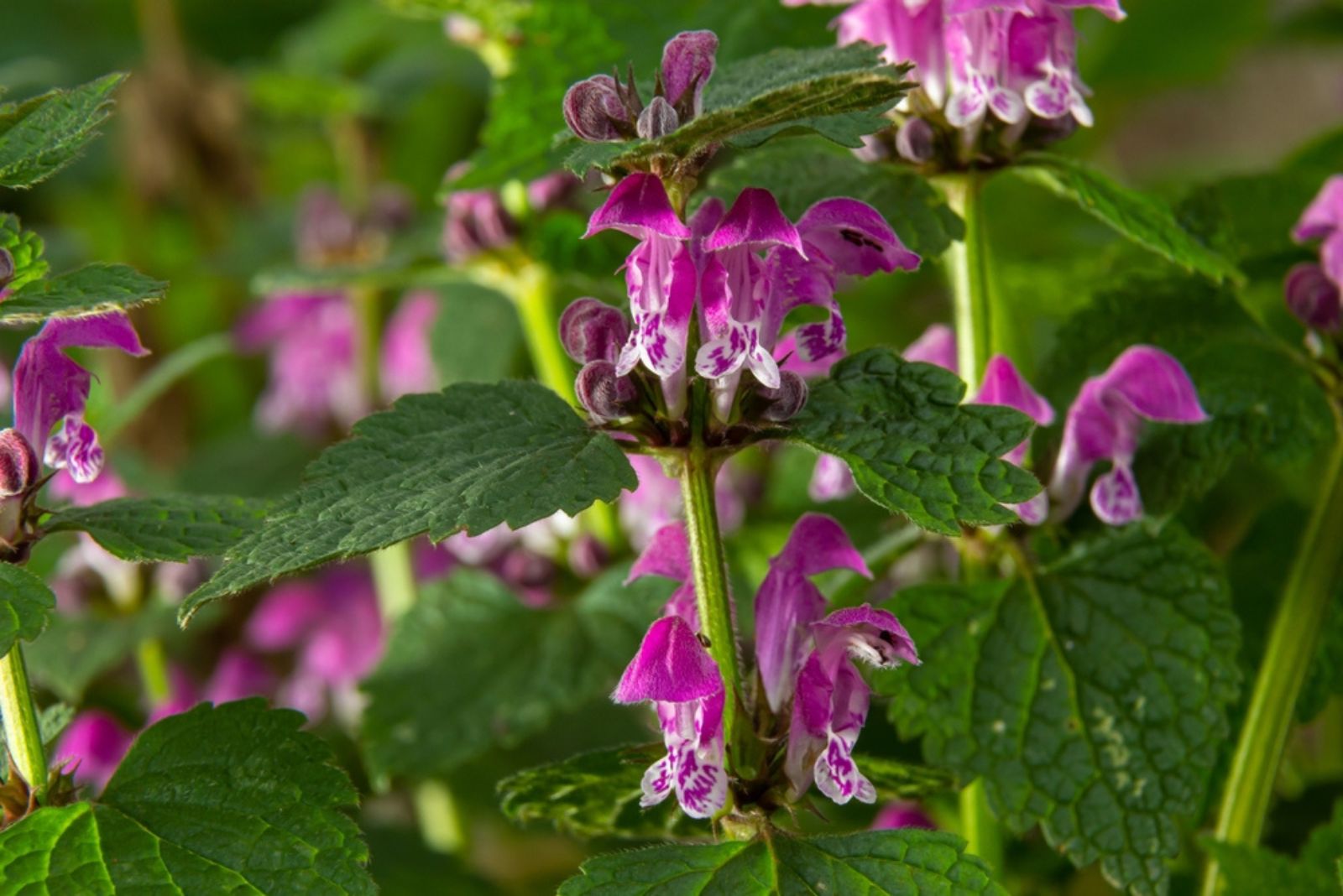 blooming lamium