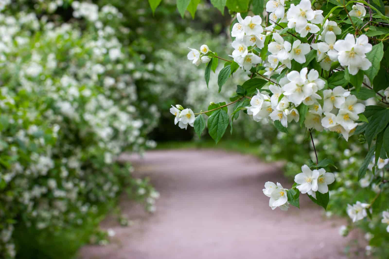 blooming white jasmine bushes in a spring summer botanical garden