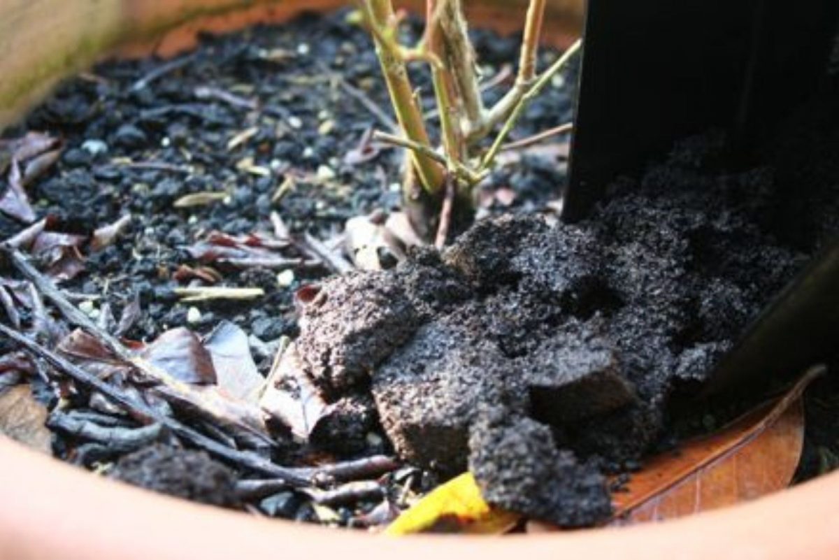 Why & How To Add Coffee Grounds To Your Blueberry Bushes