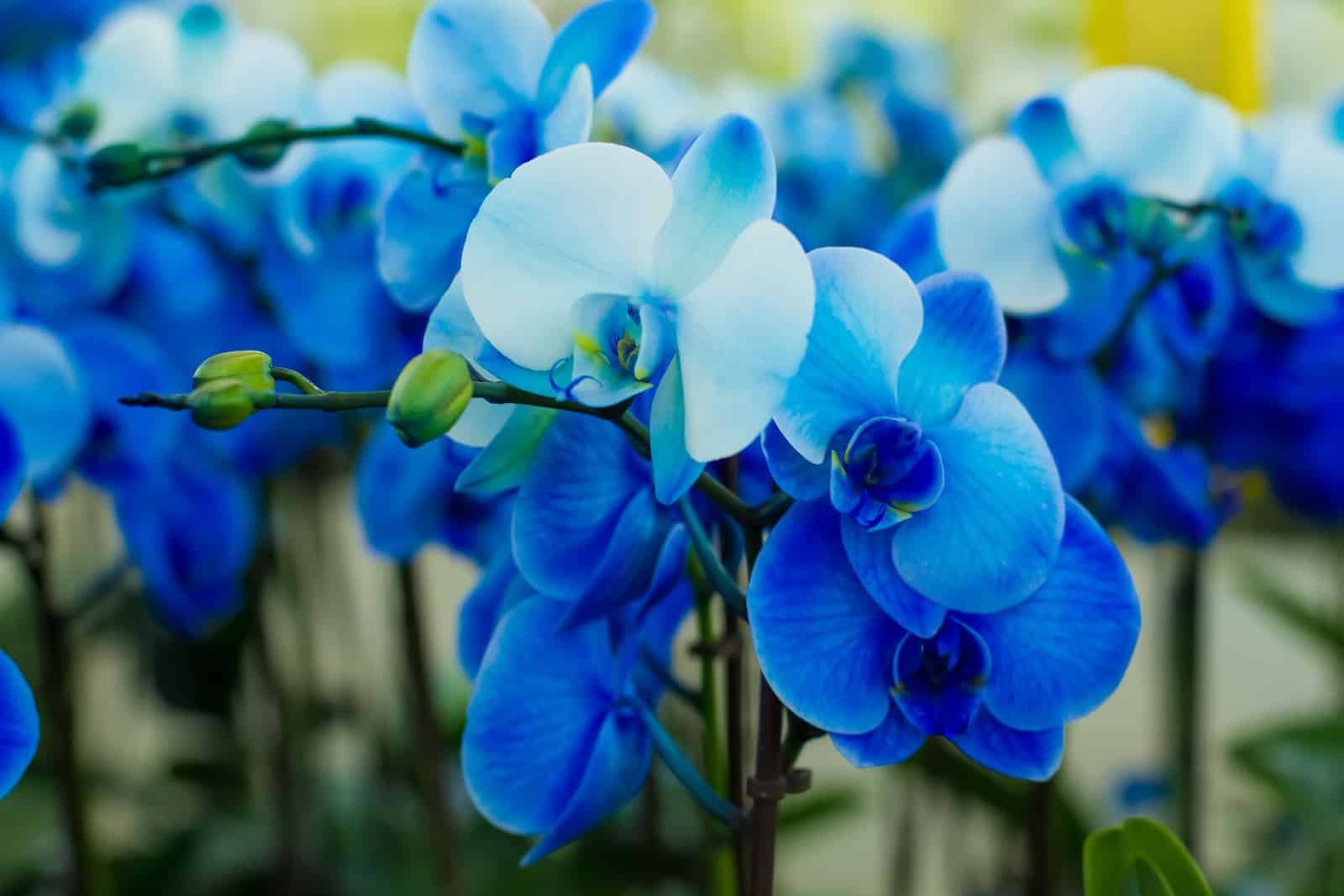 bouquet of beautiful blue orchids
