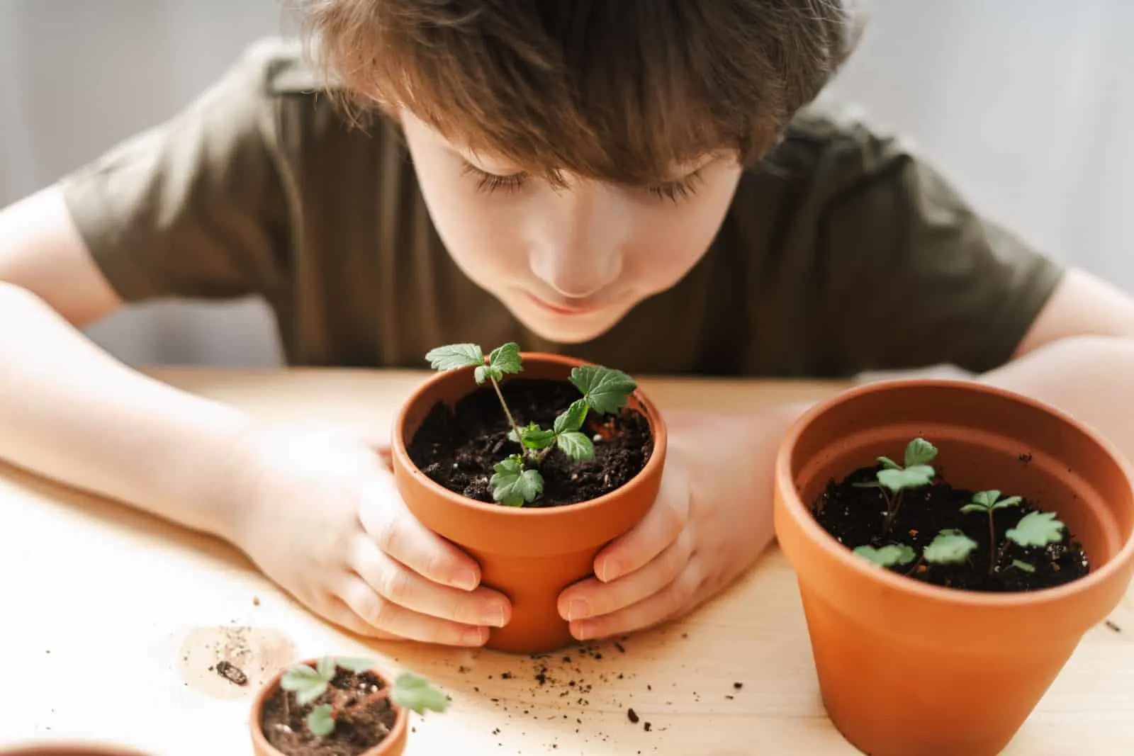 boy gardener taking care and transplanting strawberries sprout plant into a new ceramic pot