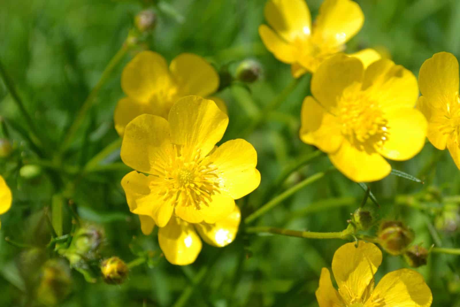 buttercups on the Green blurred background