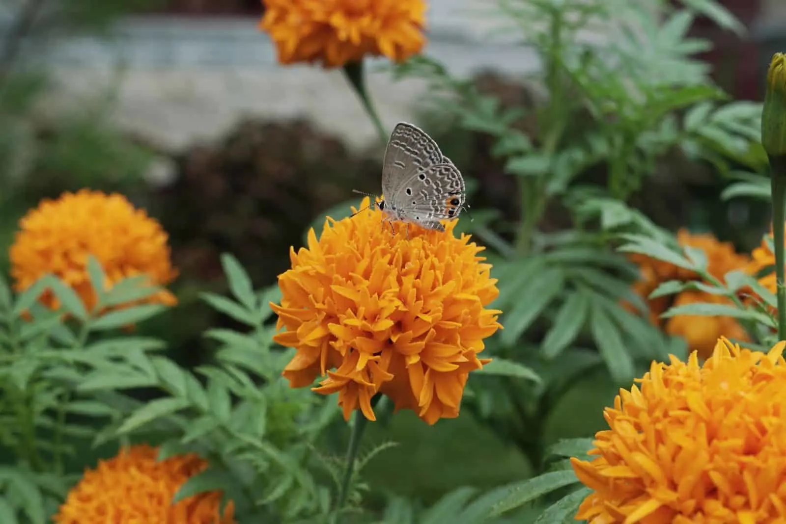 butterfly on a marigold flower