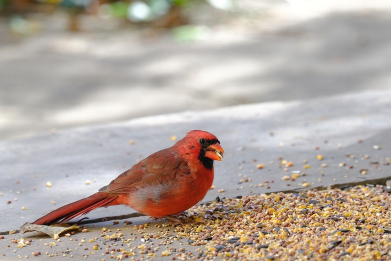 cardinal bird eating