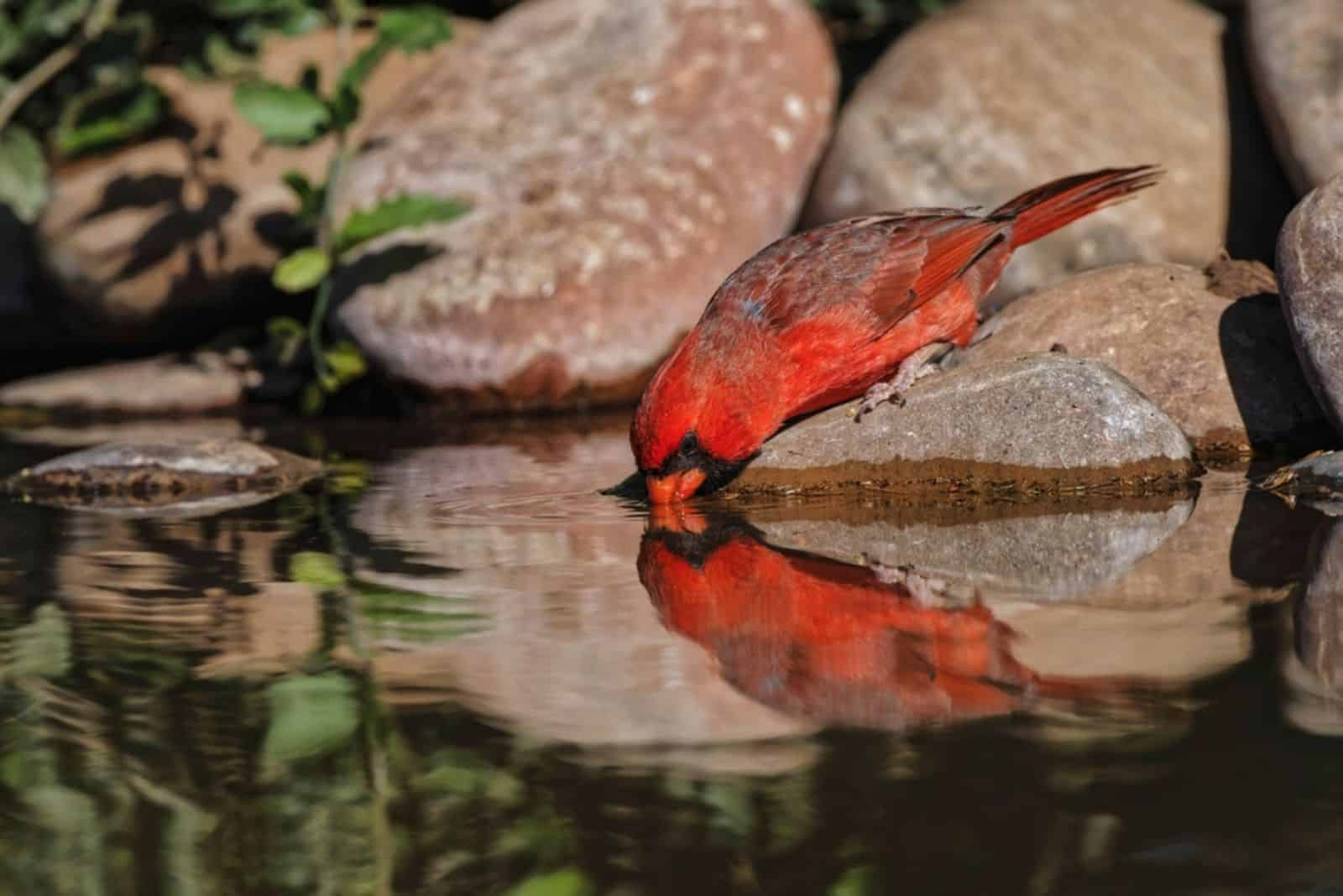 cardinal drinking water