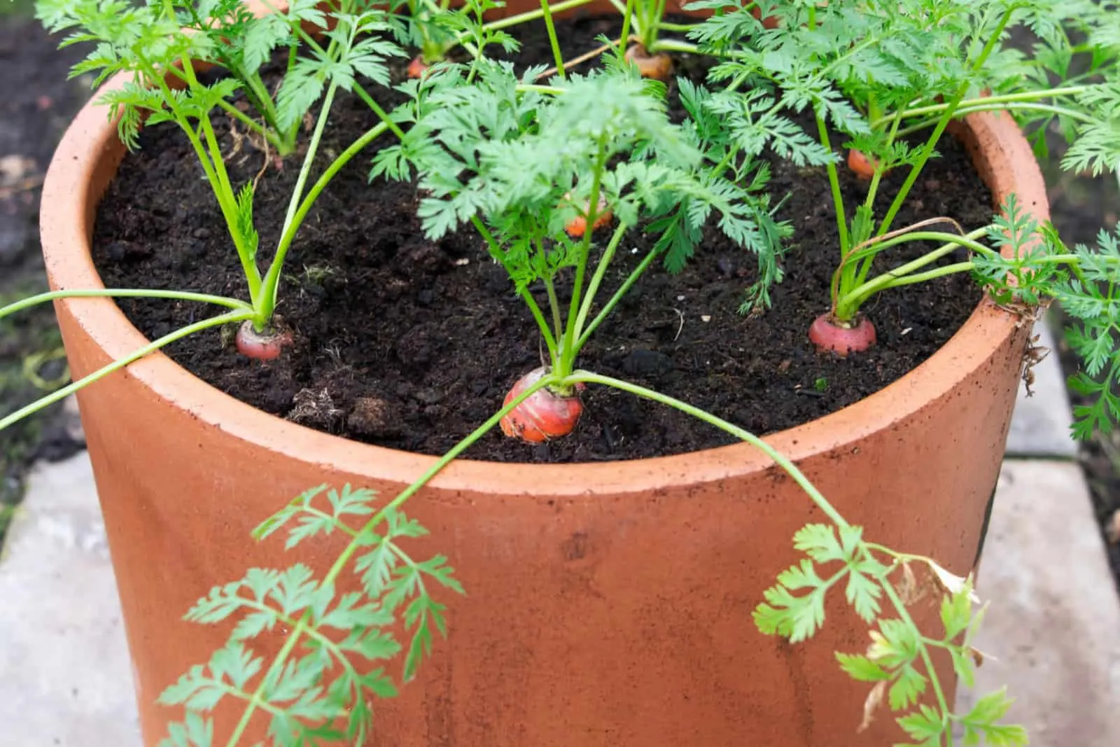 carrot growing in a container