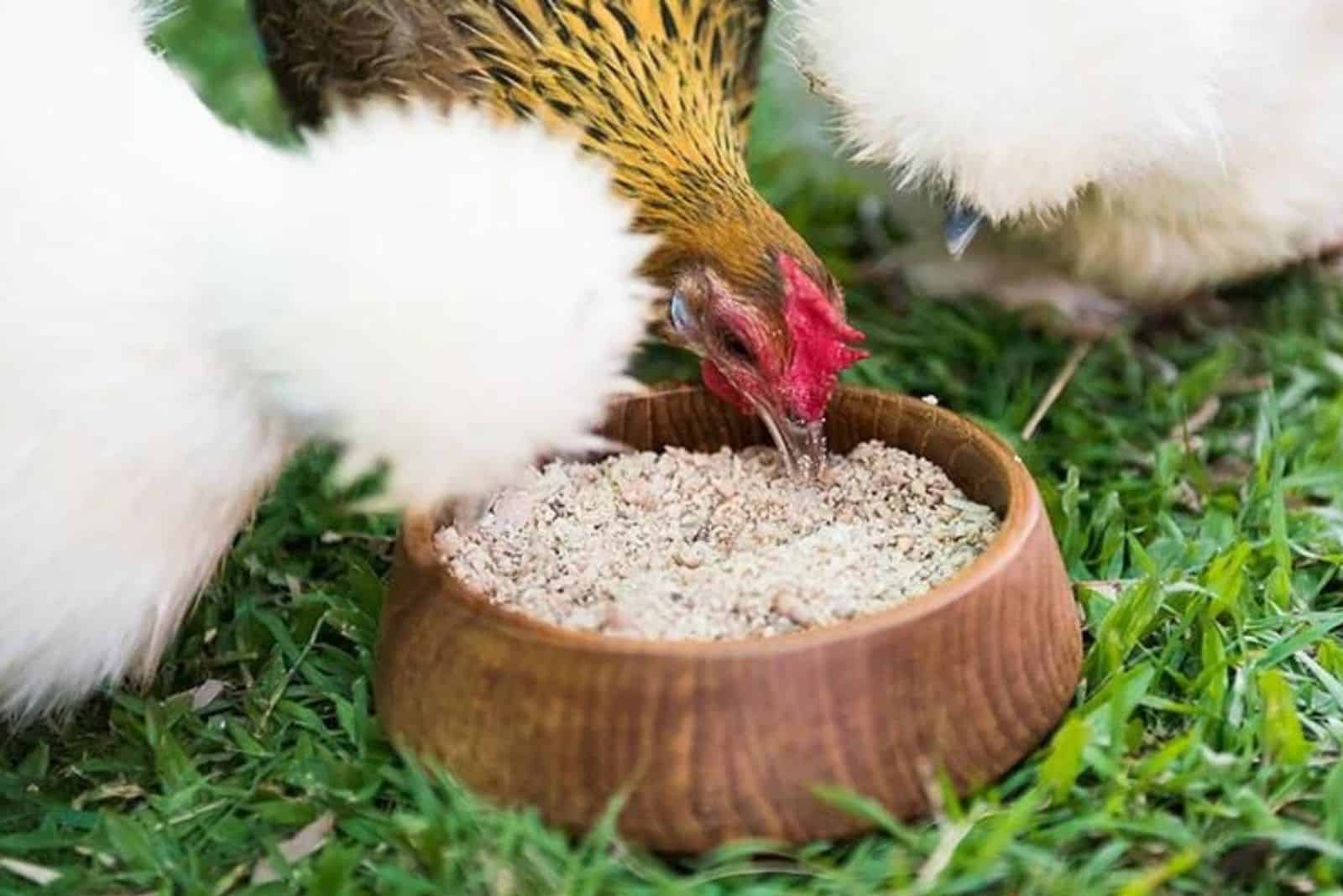 chickens eat eggshells