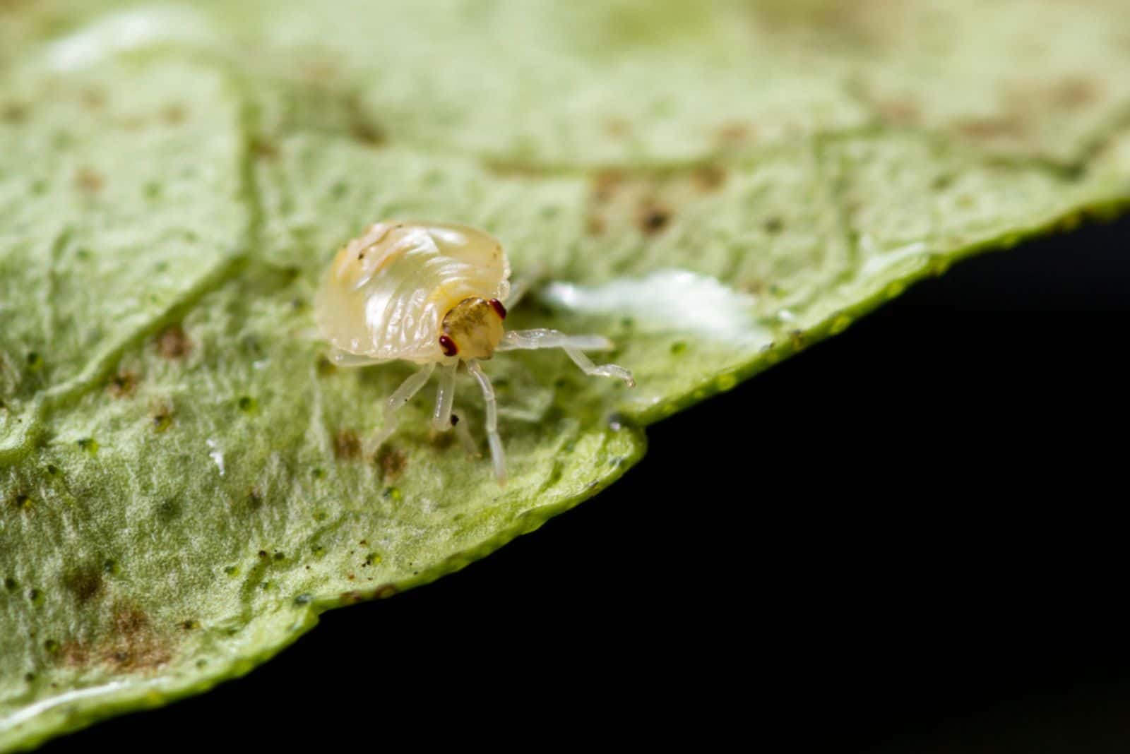 close up of a small spider mite on a dying leaf