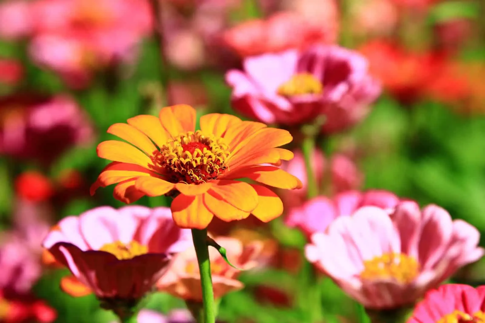 close-up of pink and yellow Zinnia flowers blooming