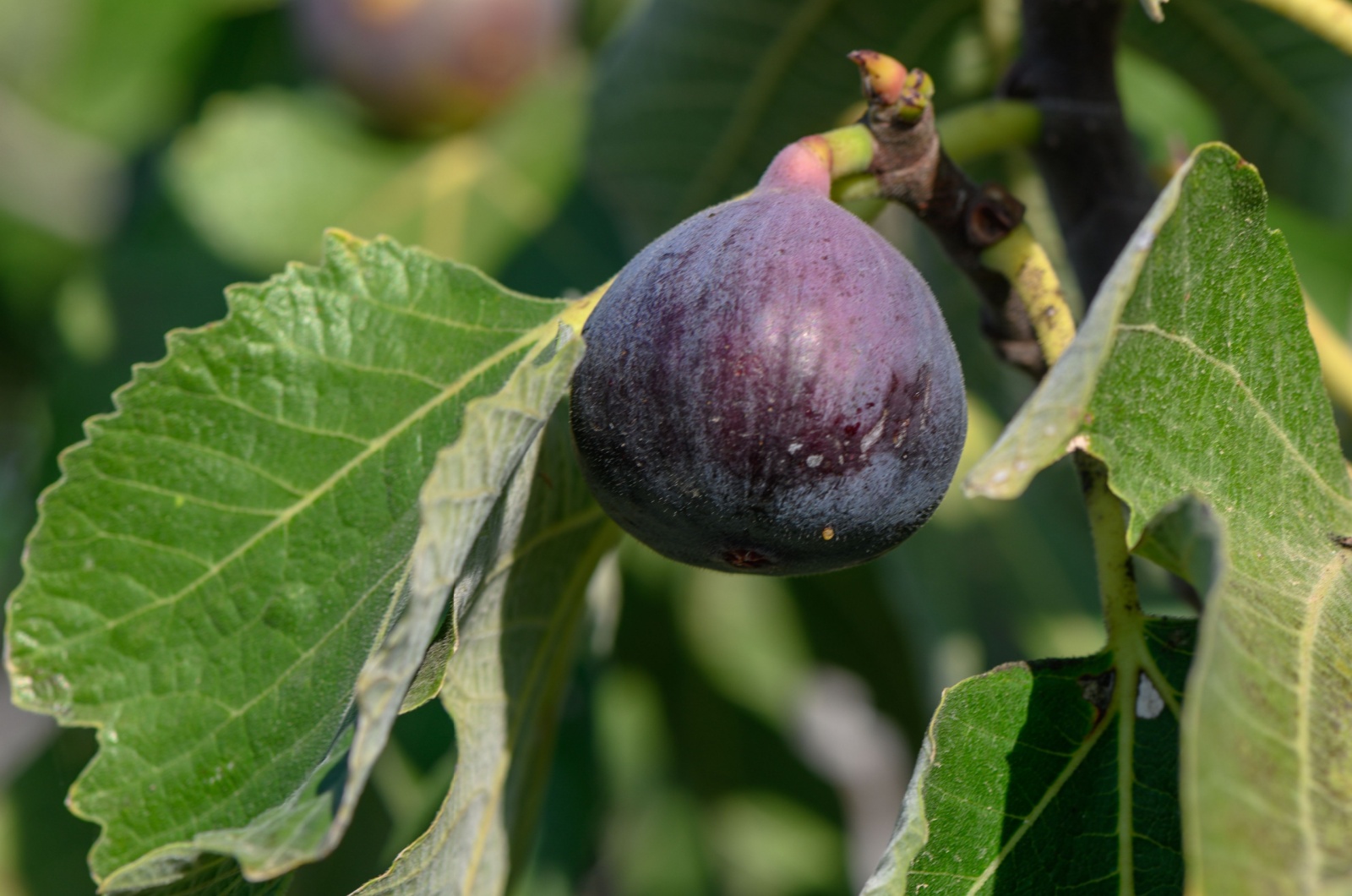 close-up photo of a fig on a branch