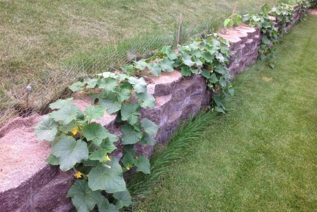 cucumbers grow along the wall
