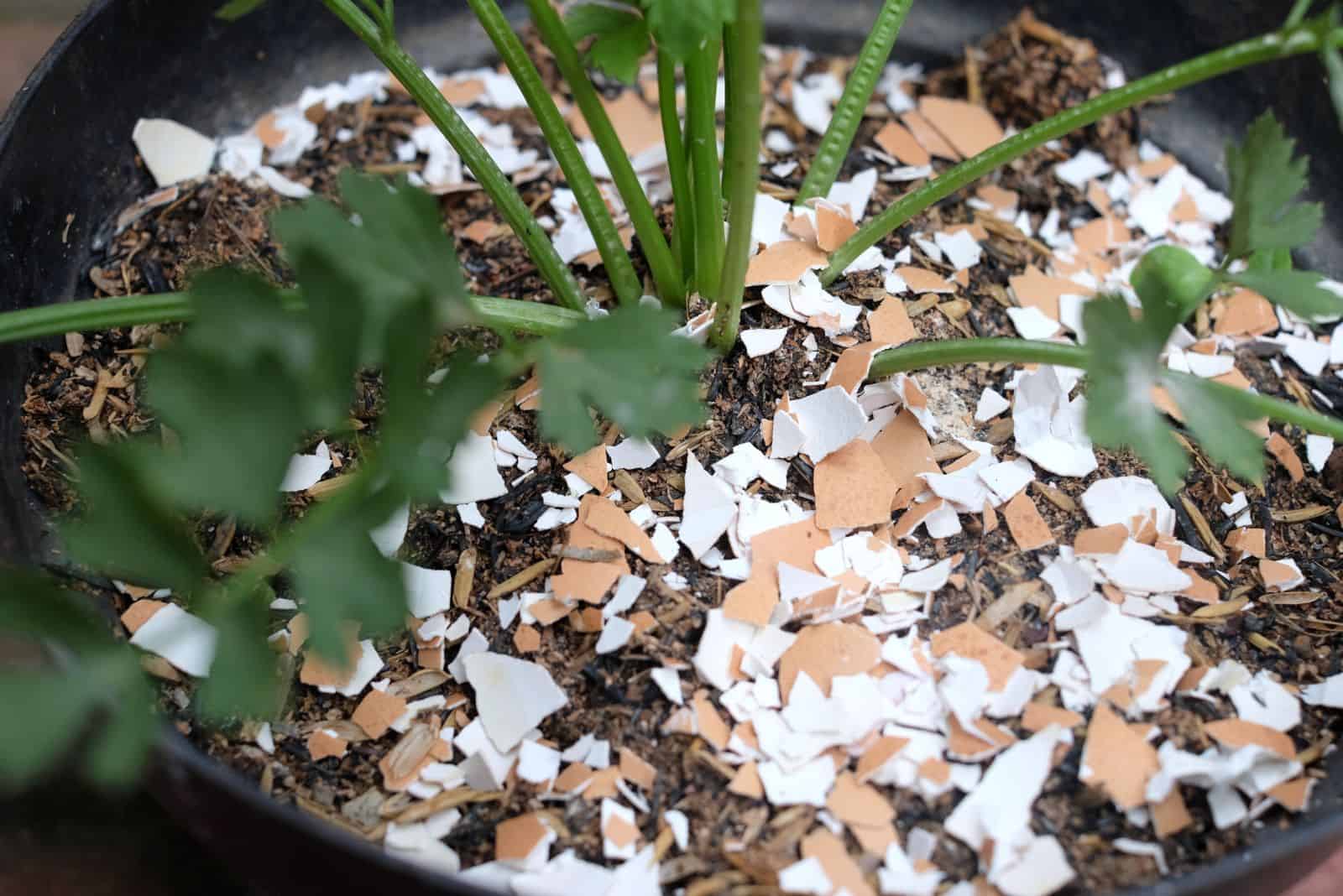 eggshell for potted pests