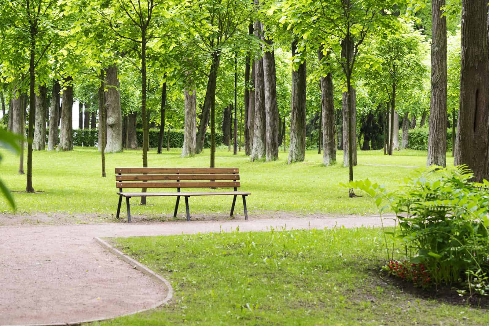 forest garden with a bench