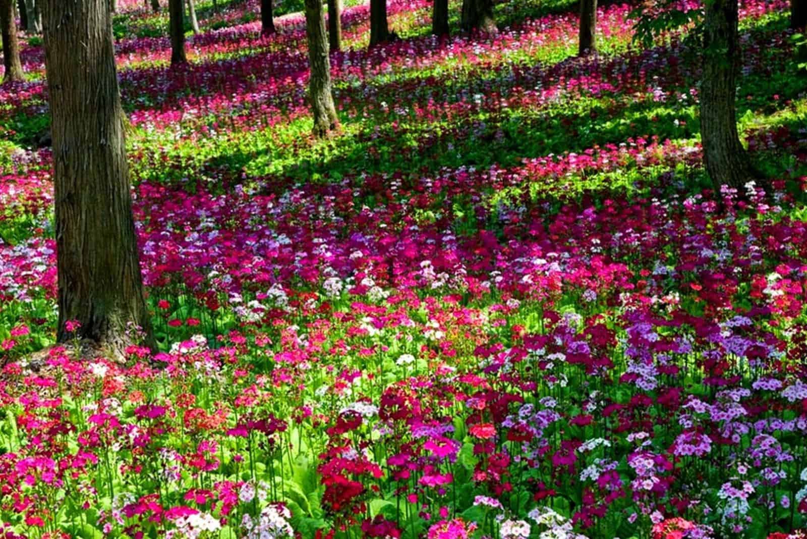 forest garden with flowers