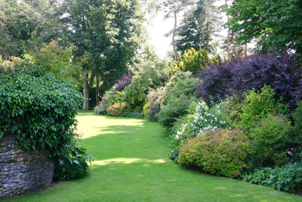 forest garden with trees and greenery