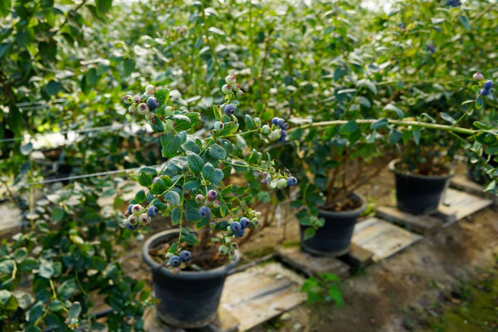 fresh blueberry with blueberry trees in farm