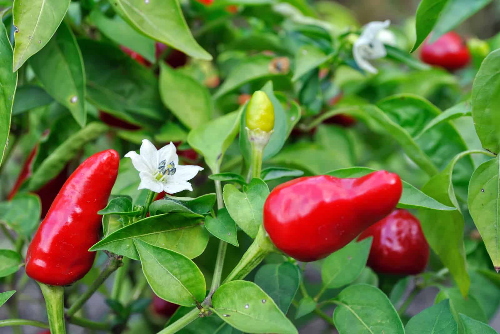 fresh red peppers in garden