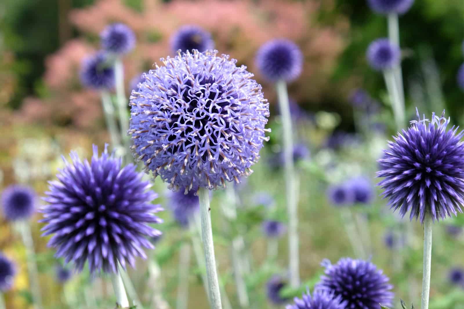 globe thistle in flower during the summer