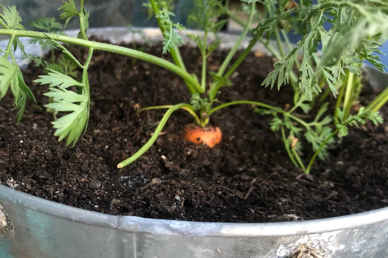growing carrots in a bucket