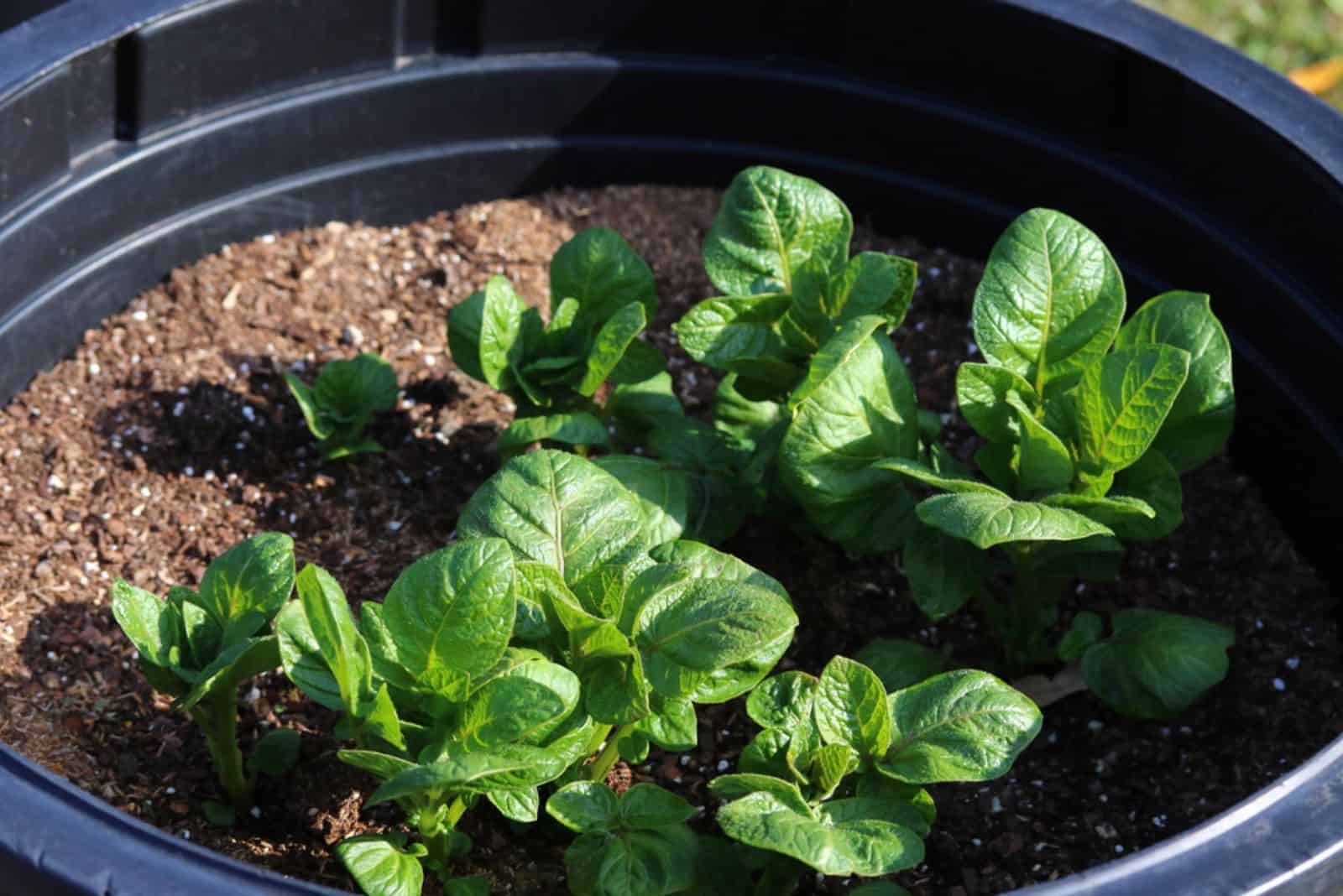 growing potato plant in a container