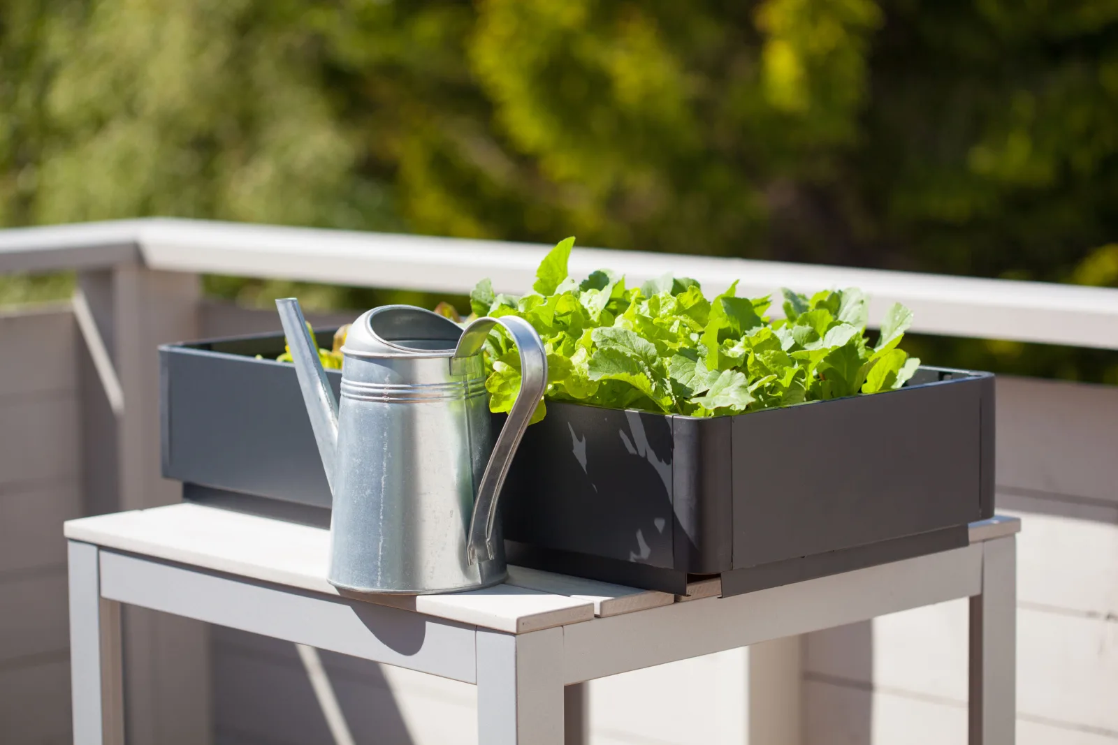 growing radish and salad in container on balcony. vegetable garden