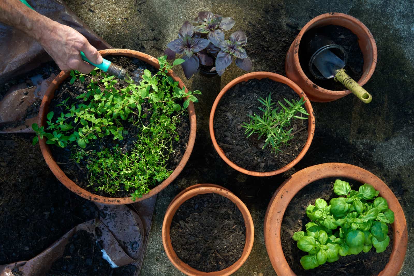 herbs growing in container garden pots