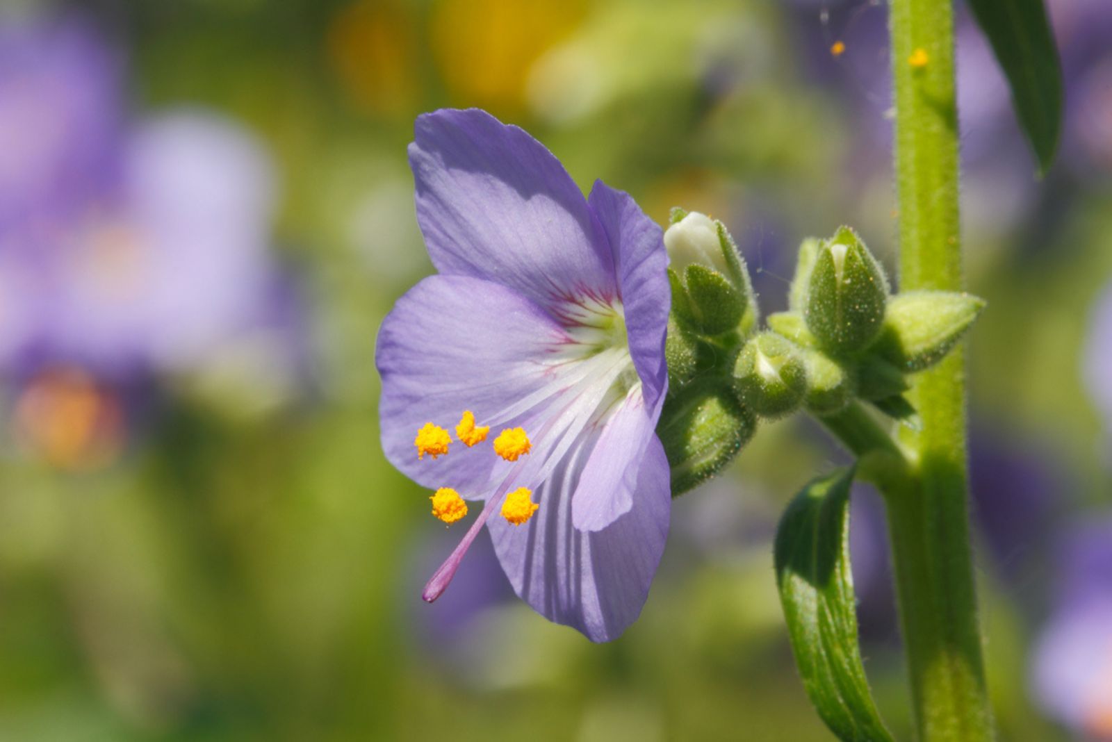 jacobs ladder flower