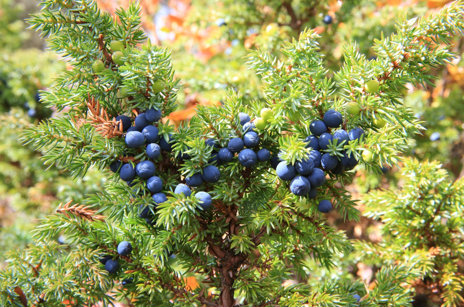 juniper plant with berries