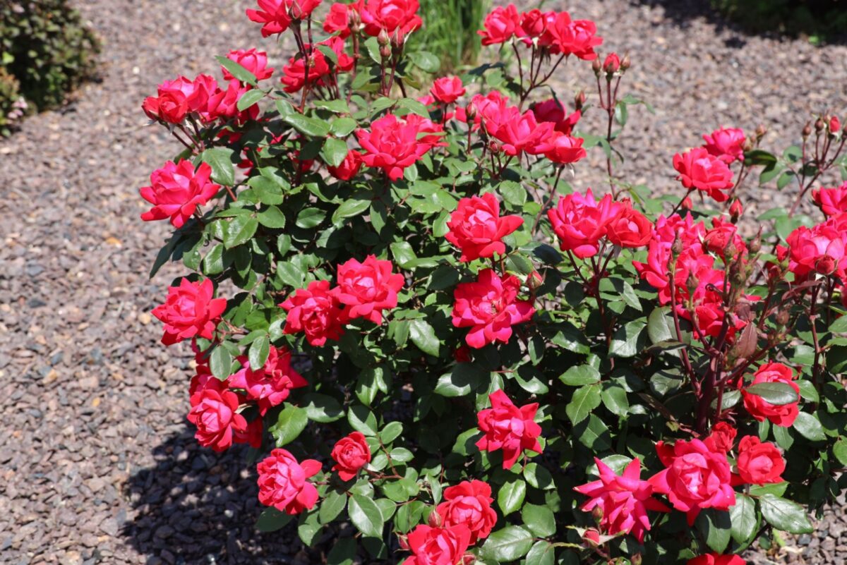 Juniper Rug Knockout Roses 9 Captivating Ideas For Landscaping With Knock Out Roses
